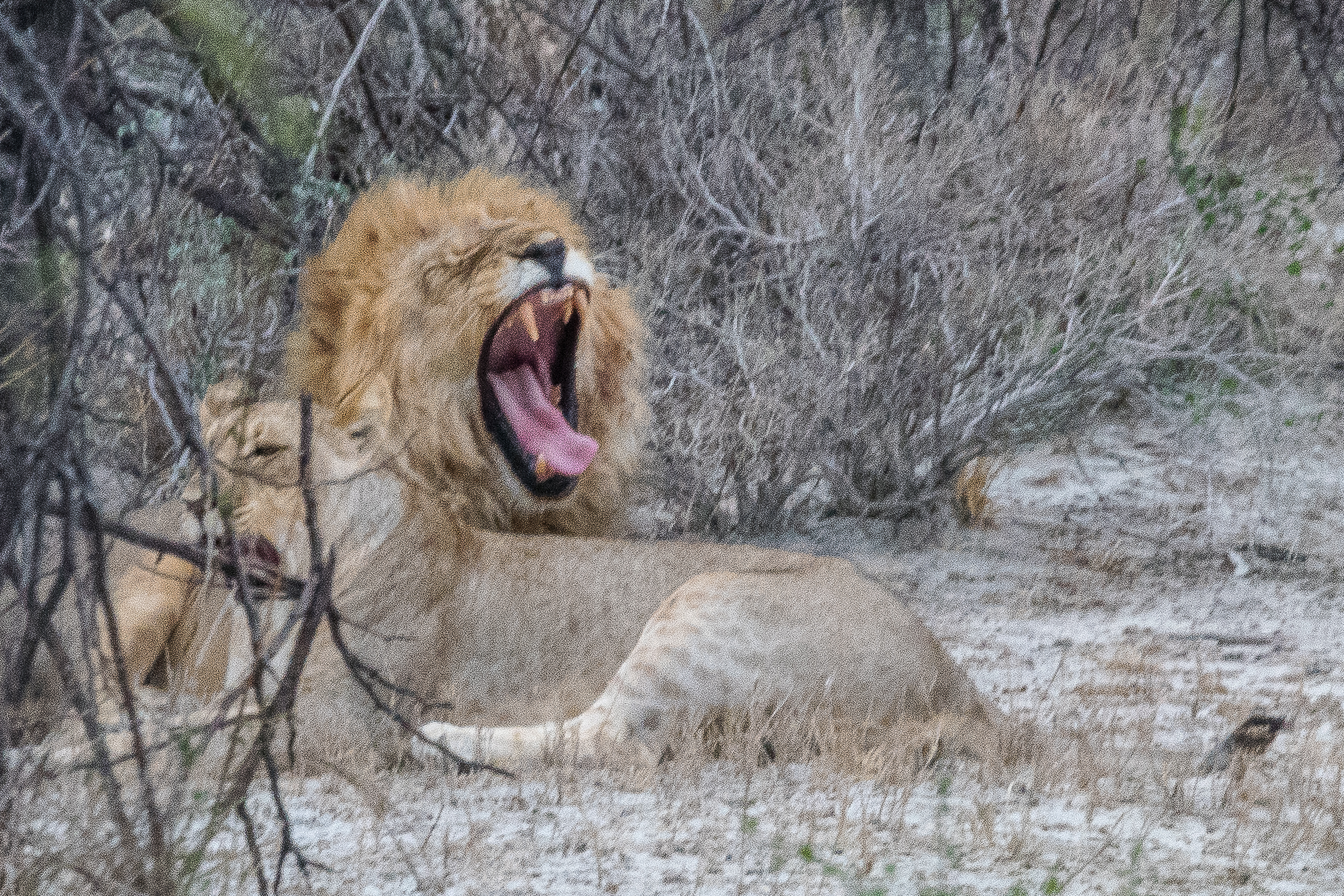 Comportement de flairage de type flehmen (ou flehmen grimace) chez un lion mâle, destiné à détecter la période de fécondité, ou estrus, d'une lionne, Onguma Nature Reserve, Etosha, Namibie